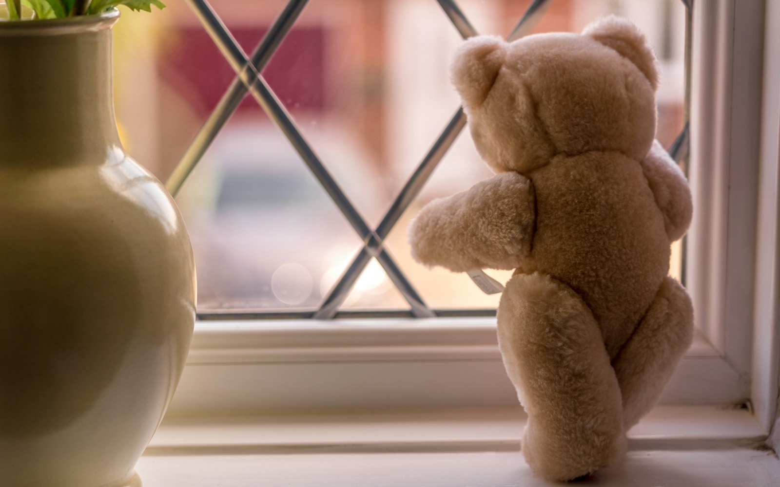 A teddy bear looking out of a window