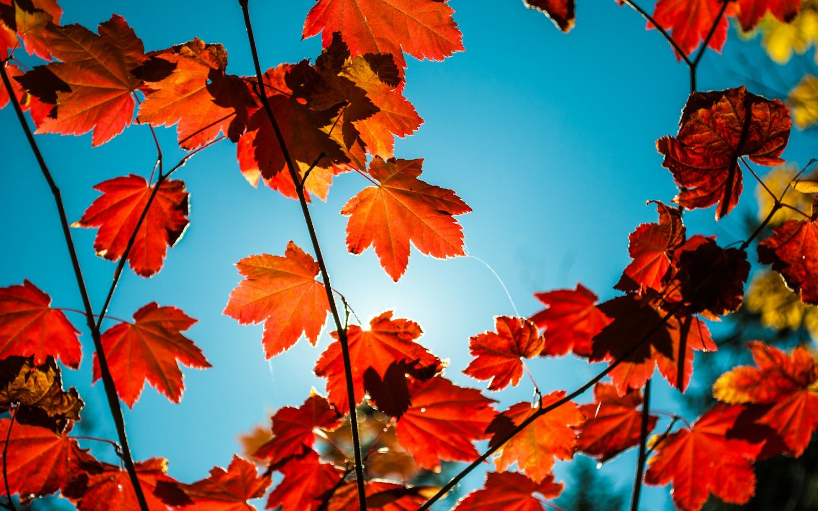 Red maple leaves against a blue sky